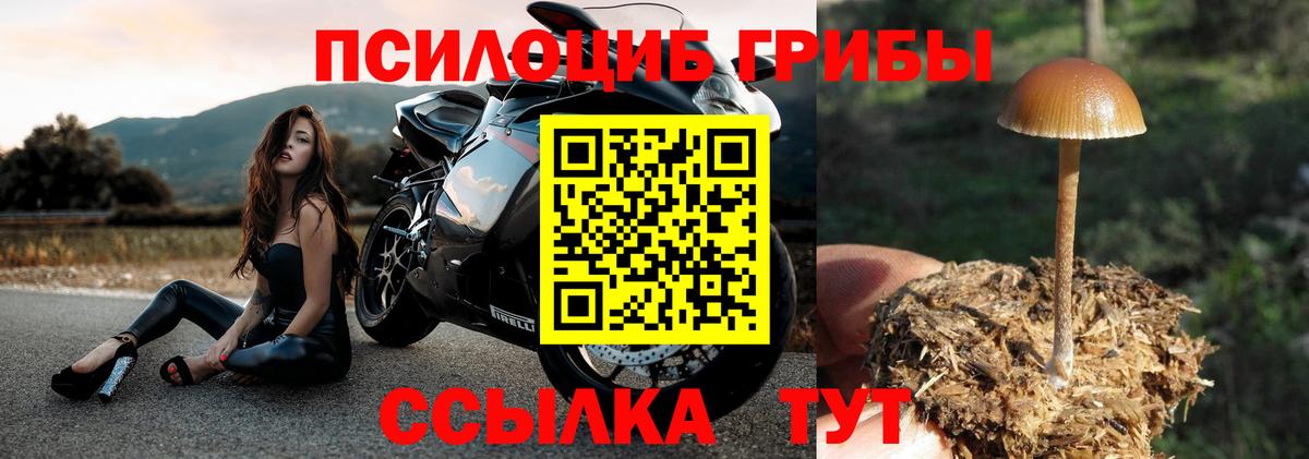Новый Уренгой  хочу наркоту  Вход с VPN  Галлюциногенные грибы Psilocybe 